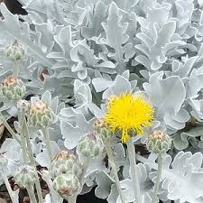 Attēlu rezultāti vaicājumam “Centaurea”