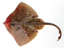 Image result for Raja polystigma