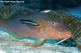 Image result for Parupeneus cyclostomus