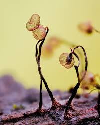 Attēlu rezultāti vaicājumam “Cribraria purpurea stalked”