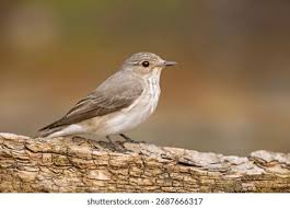 Attēlu rezultāti vaicājumam “Muscicapa striata”