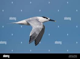 Attēlu rezultāti vaicājumam “Sterna sandvicensis”