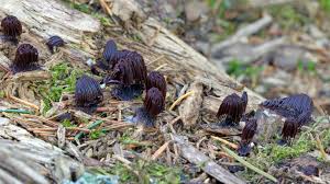 Attēlu rezultāti vaicājumam “Stemonitis axifera var. smithii”