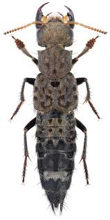 Attēlu rezultāti vaicājumam “Ontholestes murinus”