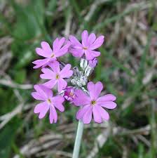 Attēlu rezultāti vaicājumam “Primula farinosa flower”