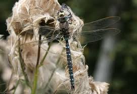 Attēlu rezultāti vaicājumam “Aeshna juncea male”