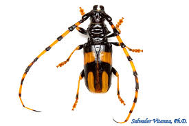 Attēlu rezultāti vaicājumam “Cerambycidae”