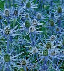 Attēlu rezultāti vaicājumam “Eryngium planum”