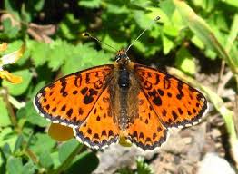 Attēlu rezultāti vaicājumam “Melitaea didyma male”