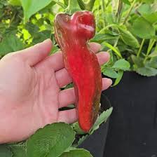 Afbeeldingsresultaat voor aconcagua sweet pepper