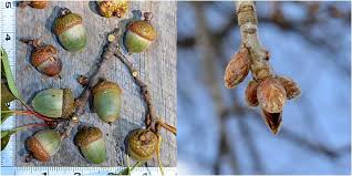 Attēlu rezultāti vaicājumam “Quercus rubra bud”