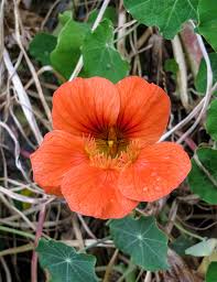 Attēlu rezultāti vaicājumam “Tropaeolaceae”