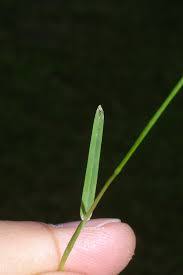 Attēlu rezultāti vaicājumam “Poa annua”