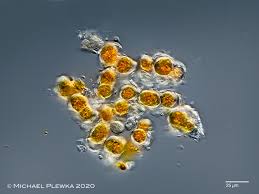 Attēlu rezultāti vaicājumam “Trentepohlia sp.”