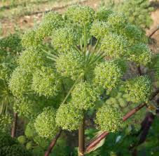 Image result for Angelica archangelica