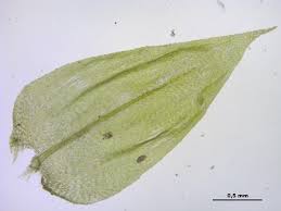 Attēlu rezultāti vaicājumam “Brachythecium rutabulum”