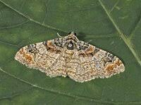 Attēlu rezultāti vaicājumam “Catarhoe rubidata”