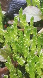 Attēlu rezultāti vaicājumam “Straminergon stramineum”