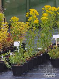 Attēlu rezultāti vaicājumam “Euphorbia palustris flower”