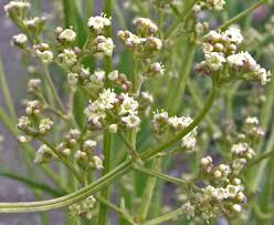 Attēlu rezultāti vaicājumam “Valeriana officinalis bud”