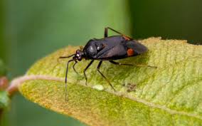 Attēlu rezultāti vaicājumam “Deraeocoris ruber”