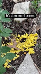 Attēlu rezultāti vaicājumam “Fuligo gyrosa plasmodium”