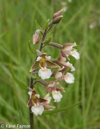 Attēlu rezultāti vaicājumam “Epipactis palustris leaf”