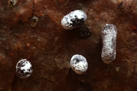 Attēlu rezultāti vaicājumam “Physarum alexandrowiczii sessile”