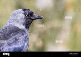 Attēlu rezultāti vaicājumam “Corvus monedula adult”