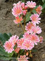 Image result for Bitterwurz