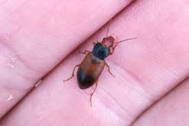 Attēlu rezultāti vaicājumam “Diachromus germanus”