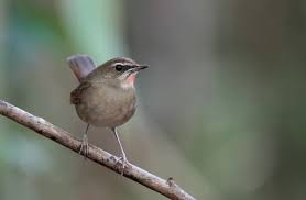 Image result for Luscinia calliope