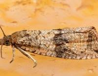 Attēlu rezultāti vaicājumam “Celypha striana”