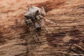 Attēlu rezultāti vaicājumam “Gibbaranea gibbosa”