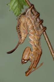 Attēlu rezultāti vaicājumam “Stauropus fagi larva”