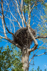 Attēlu rezultāti vaicājumam “Ciconia nigra nest”