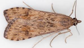 Attēlu rezultāti vaicājumam “Nomophila noctuella”