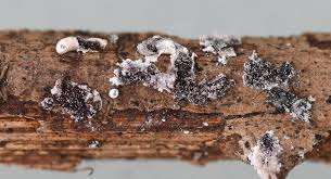 Attēlu rezultāti vaicājumam “Badhamia affinis var. microspora spores”