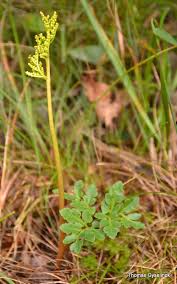 Attēlu rezultāti vaicājumam “Botrychium multifidum”
