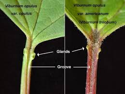Attēlu rezultāti vaicājumam “Viburnum opulus leaf”