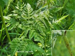 Image result for Chaerophyllum aureum