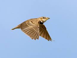 Image result for Melanocorypha bimaculata