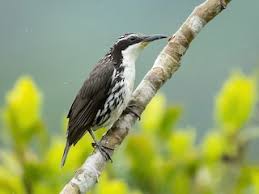 Attēlu rezultāti vaicājumam “Rhabdomiris striatellus imago”