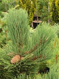 Attēlu rezultāti vaicājumam “Pinus ponderosa”