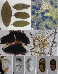 Attēlu rezultāti vaicājumam “Plectocarpon lichenum”
