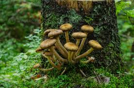 Attēlu rezultāti vaicājumam “Armillaria mellea”