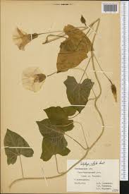 Attēlu rezultāti vaicājumam “Calystegia inflata”