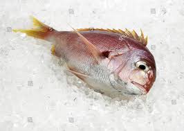 Image result for Pagellus bogaraveo