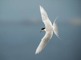 Image result for Sterna forsteri