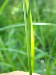 Attēlu rezultāti vaicājumam “Glyceria striata leaf”